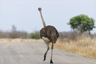 South African ostrich (Struthio camelus australis), adult female walking on the tarred road, rear