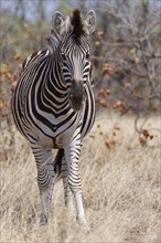 Burchell's zebra (Equus quagga burchellii), adult female standing in dry grass, looking at camera,