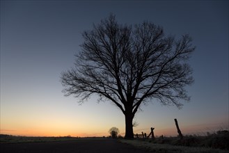 Single tree, in front of sunrise, twilight, NSG Dingdener Heide, North Rhine-Westphalia, Germany,