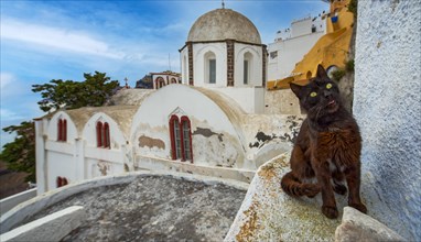 Cat in front of churches Santorini Greece