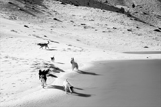 A pack of dogs is roaming across a snowy and sandy terrain with visible shadows, Amazing Dogs in