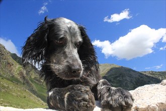 Close-up of a contemplative dog lying down with mountain scenery in the background, Amazing Dogs in