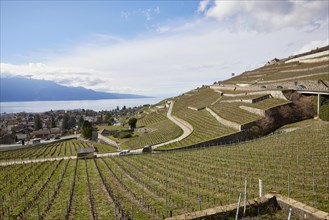 Vineyard terraces and roads in the UNESCO World Heritage Lavaux vineyard terraces with a view of