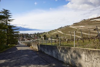 View of Lake Geneva and the vineyard terraces of the UNESCO World Heritage Site Lavaux Vineyard