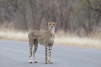 Cheetah (Acinonyx jubatus), adult, standing on the tarred road, alert, early in the morning, Kruger