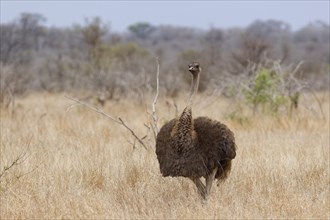 South African ostrich (Struthio camelus australis), adult female walking in dry grassland, facing