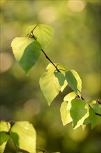 Common birch (Betula pendula), leaves in spring, fresh foliage, in morning light, Duisburg, Ruhr