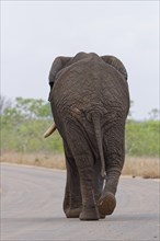African bush elephant (Loxodonta africana), adult male walking on the asphalt road, back view,