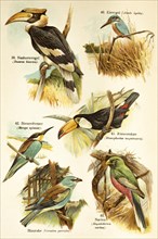 Hornbill (Bucerotidae), common kingfisher (Alcedo atthis), toco toucan (Ramphastos toco), bee-eater