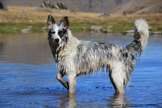 Wet dog standing in a mountain lake, with mountains reflected in the still water, Amazing Dogs in