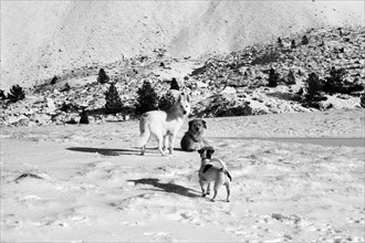 A black and white photo of three dogs in a snowy mountainous landscape, Amazing Dogs in the Nature