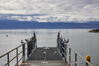 Lake Geneva jetty with seagulls in the Ouchy neighbourhood, Lausanne, Lausanne district, Vaud,