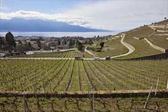 Vineyard terraces in the UNESCO World Heritage Lavaux vineyard terraces with views of Lake Geneva,
