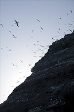Noup of Noss gannet colony cliffs, Noss, Shetland Islands, Scotland, United Kingdom, Europe