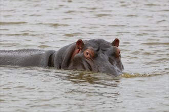 Hippopotamus (Hippopotamus amphibius), adult in water, looking at camera, head close-up, Sunset