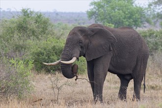 African bush elephant (Loxodonta africana), adult male feeding on some roots, Kruger National Park,