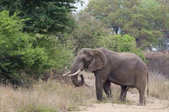 African bush elephant (Loxodonta africana), adult male feeding, Kruger National Park, South Africa,