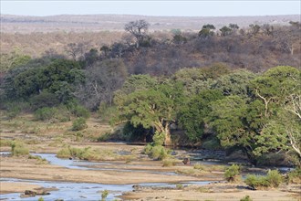 Landscape of the Olifants river bed in the dry season, with two standing adult hippopotamuses