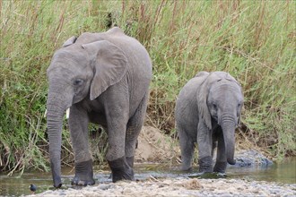 African bush elephants (Loxodonta africana), two elephant calves walking in the Olifants River,