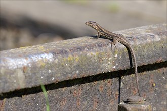 Common wall lizard (Podarcis muralis), adult female, sitting on a rail, in an old railway track,
