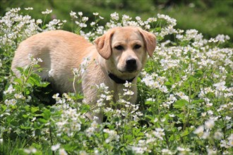A Labrador puppy in a field of white flowers, portraying a serene, springtime scene, Amazing Dogs