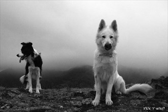 Two dogs in a foggy mountain landscape captured in black and white, Amazing Dogs in the Nature