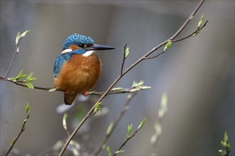 Common kingfisher (Alcedo atthis), male, Ruhraue, Muelheim, Ruhr area, North Rhine-Westphalia,
