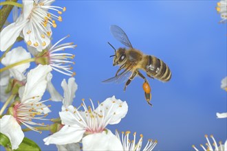 European honey bee (Apis mellifera) bee in flight at the blossom of the heckendorn, blackthorn