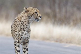 Cheetah (Acinonyx jubatus), adult, standing on the tarred road, alert, early in the morning, animal