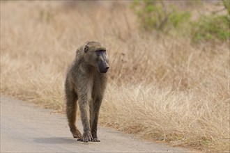 Chacma baboon (Papio ursinus), adult male walking on the side of the tarred road, Kruger National
