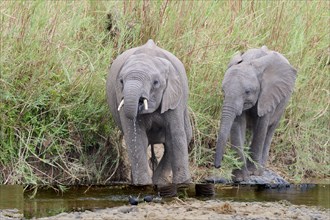 African bush elephants (Loxodonta africana), two elephant calves drinking water from the Olifants