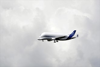 Beluga, Airbus, A300-600, aeroplane, transport aircraft, Airbus Beluga transport aircraft flying
