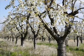 Blossoming apple trees in an orchard in Werder, 22/04/2016
