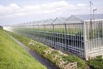 Intensive horticulture growing tomatoes in greenhouses, near Schipluiden, Netherlands