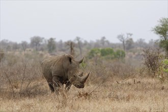 Southern white rhinoceros (Ceratotherium simum simum), adult male standing in dry grass, alert,