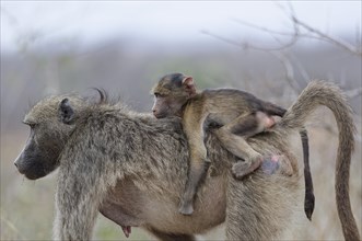 Chacma baboons (Papio ursinus), young monkey clinging to the back of its walking mother, Kruger