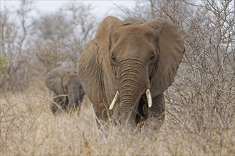 African bush elephants (Loxodonta africana), adult with a male baby walking in dry grass, foraging