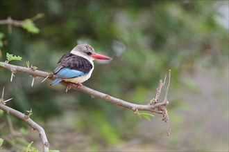 Brown-hooded kingfisher (Halcyon albiventris), adult, perched on a branch, observing, lookout