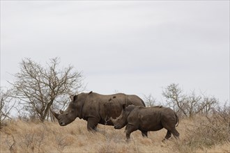 Southern white rhinoceroses (Ceratotherium simum simum), adult female with young walking in tall