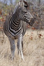 Burchell's zebra (Equus quagga burchellii), adult female standing in dry grass, looking aside,