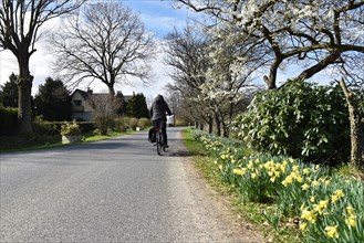 Cyclist in spring on a country road in Schleswig-Holstein, Germany, Europe