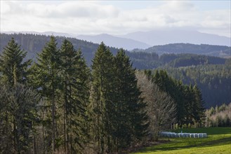 Landscape in the Black Forest with conifers, forest, hills, mist and fog near Hofstetten,