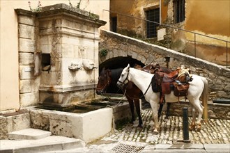 Horses in front of the dolphin fountain in Bonnieux, Luberon, Vaucluse, Provence, France, Europe