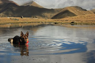 A German Shepherd wading in mountain water with a reflection and serene backdrop, Amazing Dogs in