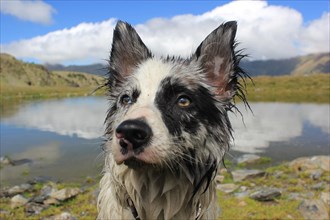 A wet dog standing by a lake with mountains and cloudy sky reflecting in the water, Amazing Dogs in