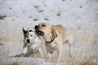 Two dogs playfully interacting in the snow with one carrying a stick, Amazing Dogs in the Nature