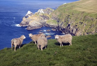 Cliffs coastal scenery, Hermaness, Unst, Shetland islands, Scotland, United Kingdom, Europe