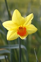 Yellow-orange daffodil (Narcissus), North Rhine-Westphalia, Germany, Europe
