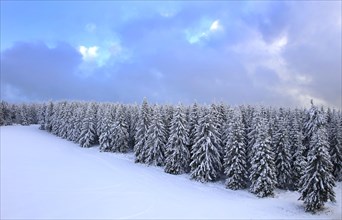 Aerial view of the wintery snow-covered forest with conifers in the Harz Mountains, Torfhaus,