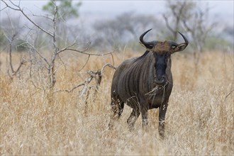 Blue wildebeest (Connochaetes taurinus), adult gnu feeding on dry grass, facing camera, Kruger